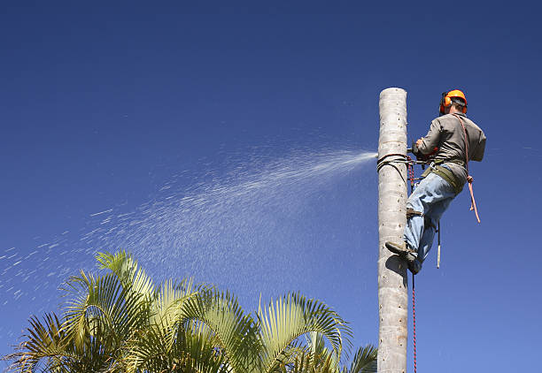 Best Commercial Tree Services  in USA